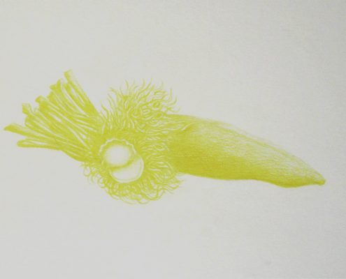 Open Mind 5, 22x28cm, 2015 copy